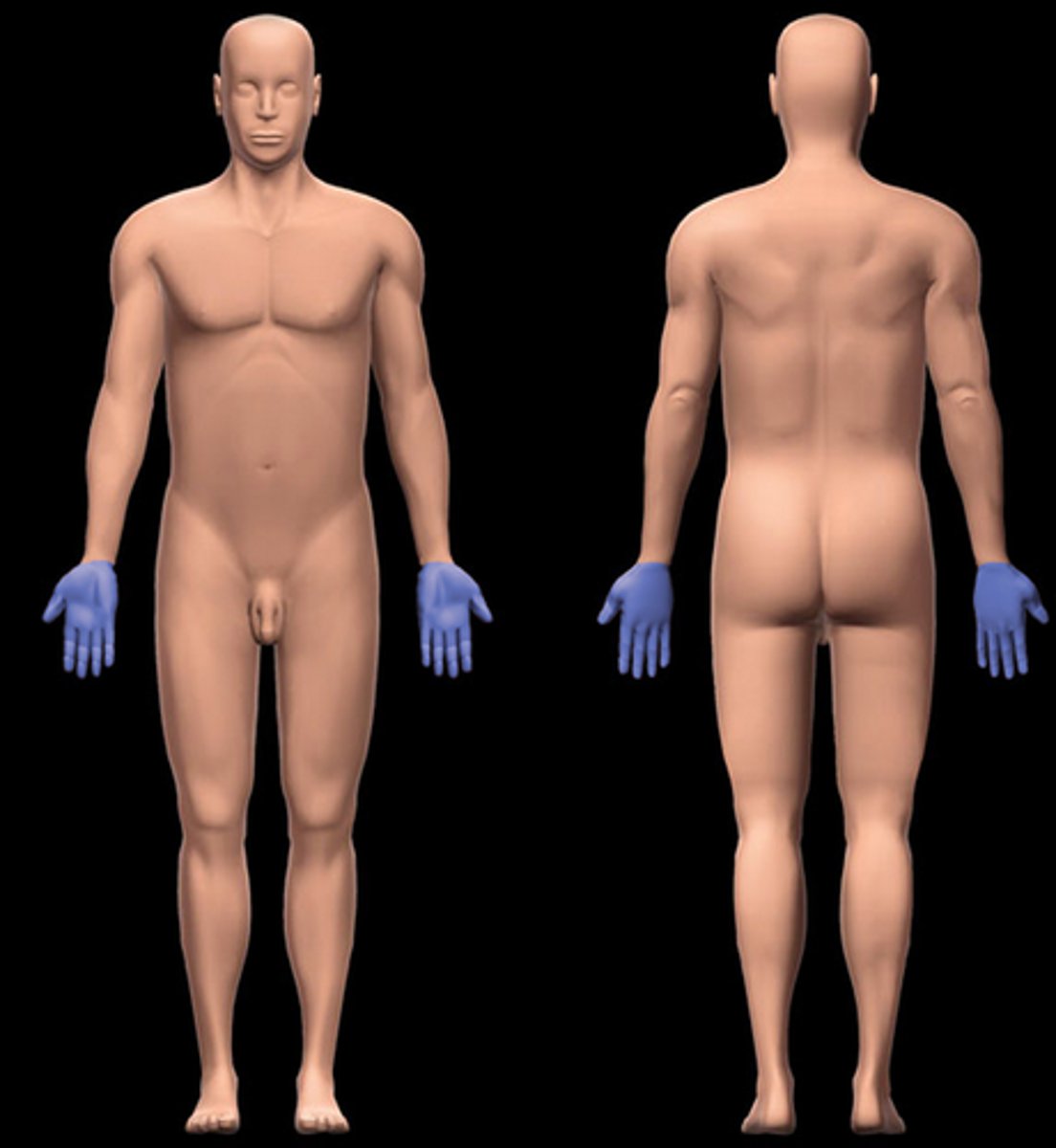 <p>Hand</p>