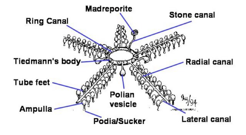<p>Water Vascular system of Asteroidea </p>