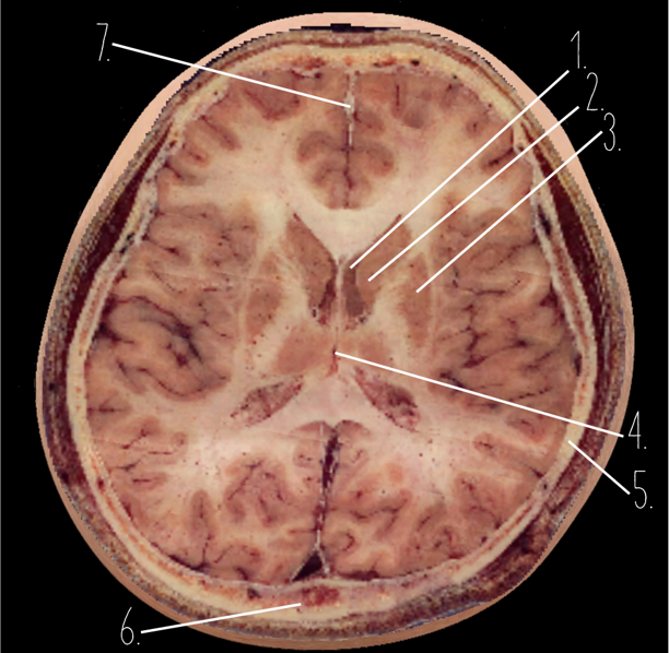 <p>3?</p>