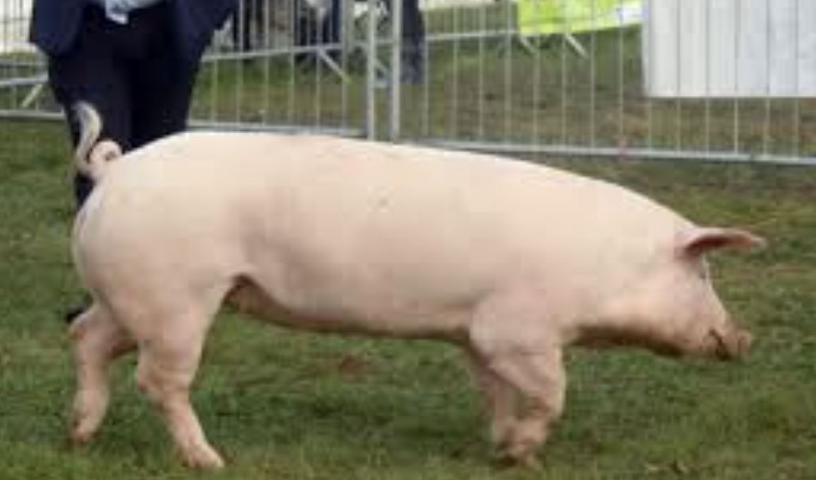 <p>What Breed?</p>