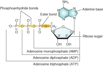 <p>the massive energy release comes specifically from the hydrolysis of the <strong>phosphoanhydride </strong>bonds, not the phosphoester bond.</p>