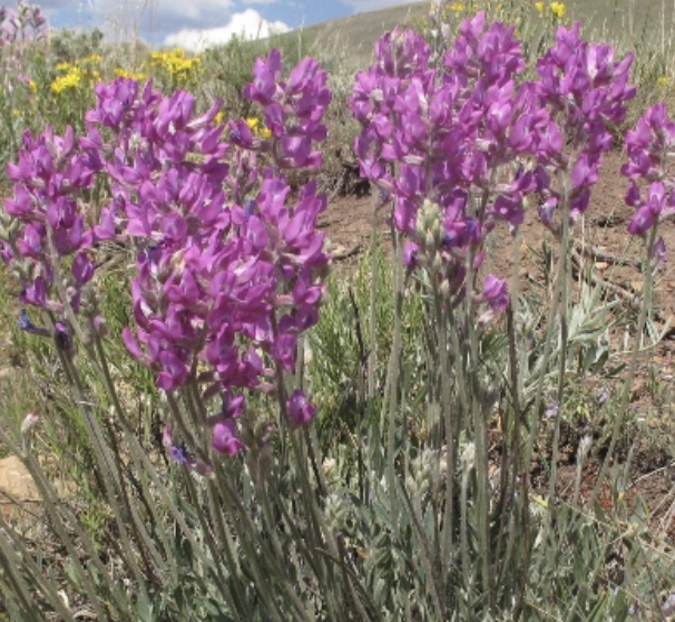 <p>abortion, hydrops, teratogen</p>