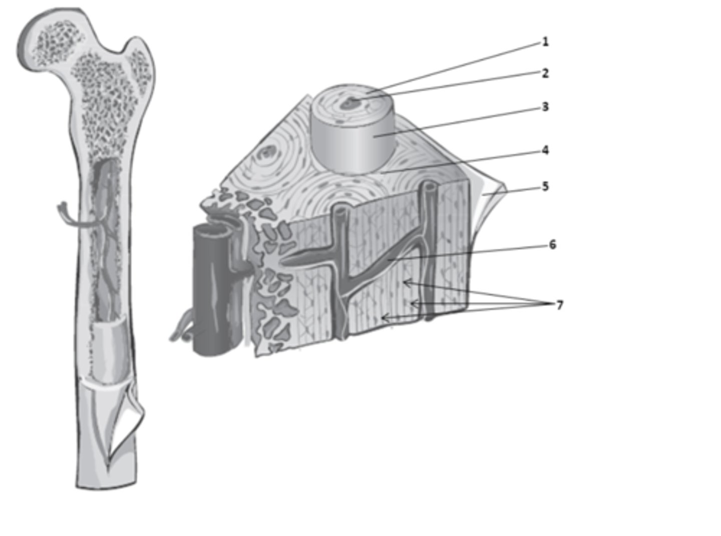 <p>What structure of compact bone is 3?</p>