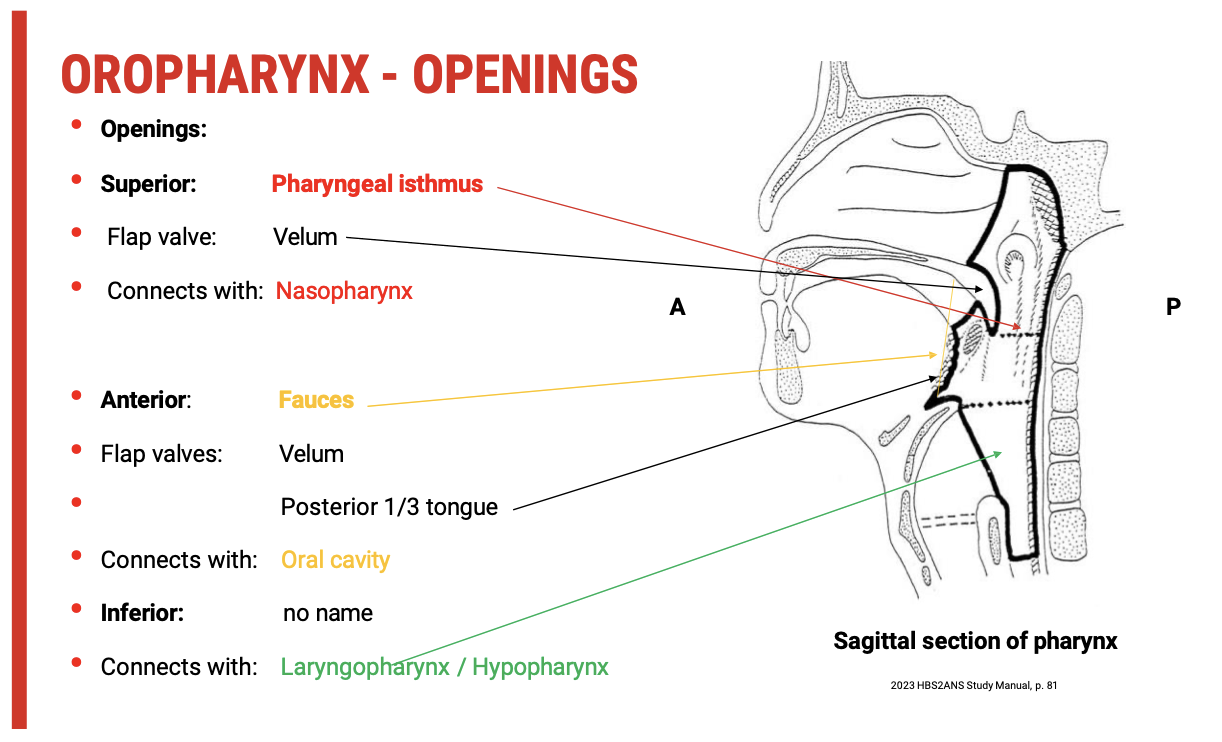 <p><span><strong>1. Superior Opening</strong></span></p><ul><li><p><span><strong>Structure</strong>:&nbsp;<strong>Pharyngeal isthmus</strong></span></p></li><li><p><span><strong>Leads to</strong>:&nbsp;<strong>Nasopharynx</strong></span></p></li><li><p><span><strong>Guarded by</strong>:</span></p><ul><li><p><span><strong>Soft palate (vellum)</strong>&nbsp;acting as a&nbsp;<strong>flat valve</strong></span></p></li></ul></li><li><p><span><strong>Function</strong>:</span></p><ul><li><p><span>During swallowing, the soft palate&nbsp;<strong>elevates</strong>&nbsp;to&nbsp;<strong>close off the nasopharynx</strong>, preventing food or liquid from entering the nasal cavity (velopharyngeal closure).</span></p></li></ul></li></ul><p><span><strong>2. Anterior Opening</strong></span></p><ul><li><p><span><strong>Structure</strong>:&nbsp;<strong>Fauces</strong></span></p></li><li><p><span><strong>Leads to</strong>:&nbsp;<strong>Oral cavity</strong></span></p></li><li><p><span><strong>Guarded by</strong>:</span></p><ul><li><p><span><strong>Soft palate (vellum)</strong></span></p></li><li><p><span><strong>Posterior third of the tongue</strong></span></p></li></ul></li><li><p><span><strong>Function</strong>:</span></p><ul><li><p><span>Acts as a gate between the oral cavity and oropharynx, essential for&nbsp;<strong>bolus control</strong>&nbsp;and&nbsp;<strong>swallow initiation</strong>.</span></p></li></ul></li></ul><p><span><strong>3. Inferior Opening</strong></span></p><ul><li><p><span><strong>Structure</strong>:&nbsp;<strong>Unnamed opening</strong></span></p></li><li><p><span><strong>Leads to</strong>:&nbsp;<strong>Laryngopharynx (hypopharynx)</strong>&nbsp;and then to the&nbsp;<strong>oesophagus</strong></span></p></li><li><p><span><strong>Guarded by</strong>: No distinct valve structure, but protected during swallowing by&nbsp;<strong>laryngeal elevation</strong>&nbsp;and&nbsp;<strong>epiglottic inversion</strong></span></p></li><li><p><span><strong>Function</strong>:</span></p><ul><li><p><span>Allows passage of bolus toward the oesophagus while coordinating with airway protection mechanisms</span></p></li></ul></li></ul><p></p>