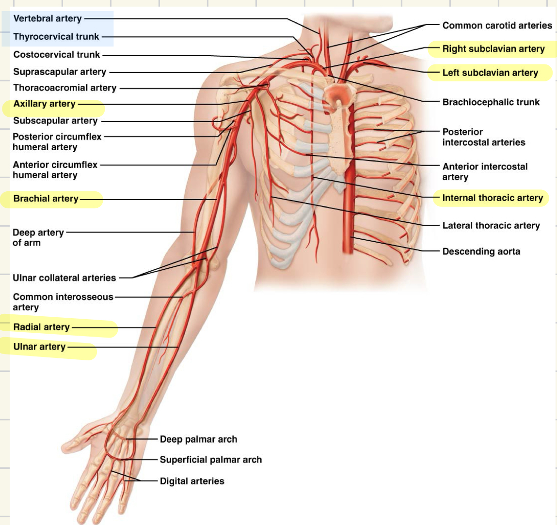 <ul><li><p><strong><mark data-color="yellow">L/R subclavian arteries</mark></strong></p></li><li><p><strong><mark data-color="yellow">axillary</mark></strong></p></li><li><p><strong><mark data-color="yellow">brachial</mark></strong></p></li><li><p><strong><mark data-color="yellow">radial and ulnar</mark></strong></p></li><li><p><strong><mark data-color="yellow">internal thoracic</mark></strong></p></li></ul>