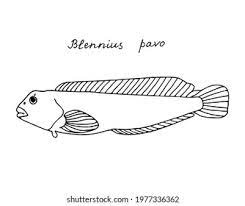<p>Blenny (Blennies)</p>