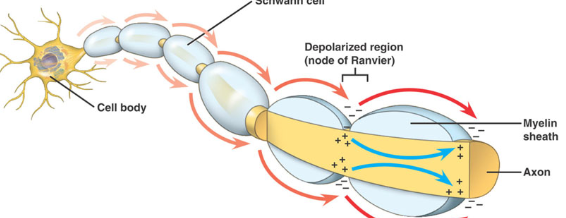 <ul><li><p><strong>myelinated axons (very fast action potential)</strong></p><ul><li><p>Na+ diffuses, but is contained by myelin, insulator prevents electric potential from being lost&nbsp;</p></li><li><p>high density of voltage gated channels at <strong>Nodes of Ranvier&nbsp;</strong></p></li><li><p>Na+ current diffuses down interior axon until <strong>node of Ranvier</strong>&nbsp;→ open gated ion channels → action potential simulated → boosts signal → jump from node to node</p></li></ul></li><li><p>why is this faster?</p><ul><li><p>Passive Na+ gradient currents are stronger + travel further</p></li><li><p>less time required to open voltage Na+ channels&nbsp;because potential is mostly conserved</p></li></ul></li></ul><p></p><p></p>