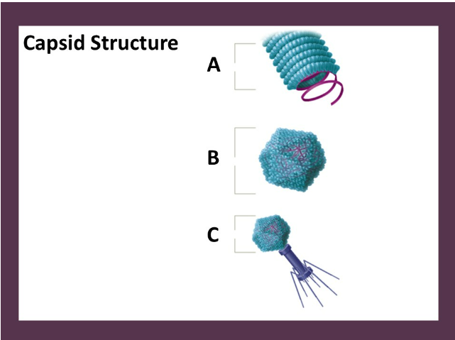 <p>Match the viral capsid structure in the left hand column to the letter that identifies it from the drop down menu.</p>