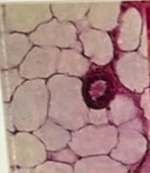 <p>What tissue is this?</p>