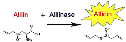 <p>Organosulphur compounds(Garlic>Alliin)</p>