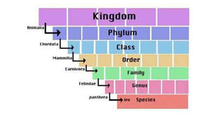 - Loss of species (or genus, family, or other higher taxonomic group)
- Decreases biodiversity by eliminating species
- (1) Kingdom; (2) Phylum or Division; (3) Class; (4) Order; (5) Family; (6) Genus; (7) Species