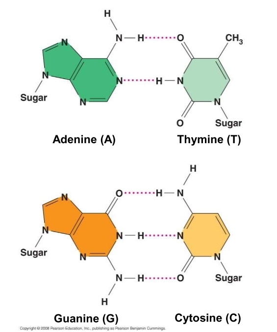 <p>how are nitrogenous bases paired?</p>