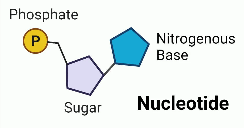 <p>A sugar group, phosphate group, and nitrogen base.</p>