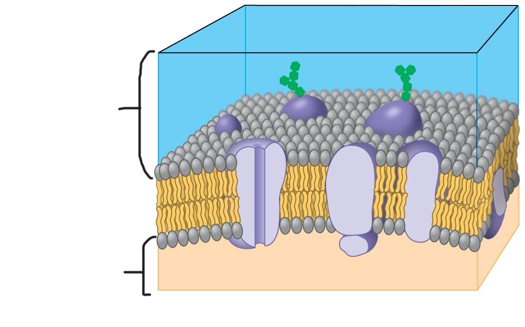 <p>4 plasma membrane </p>