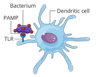 <ul><li><p>TLRs sense the presence of infection through recognition of PAMPs and/or DAMPs</p></li><li><p>The bacterium will be engulfed through phagocytosis by the phagocytic cell</p></li></ul><p></p>