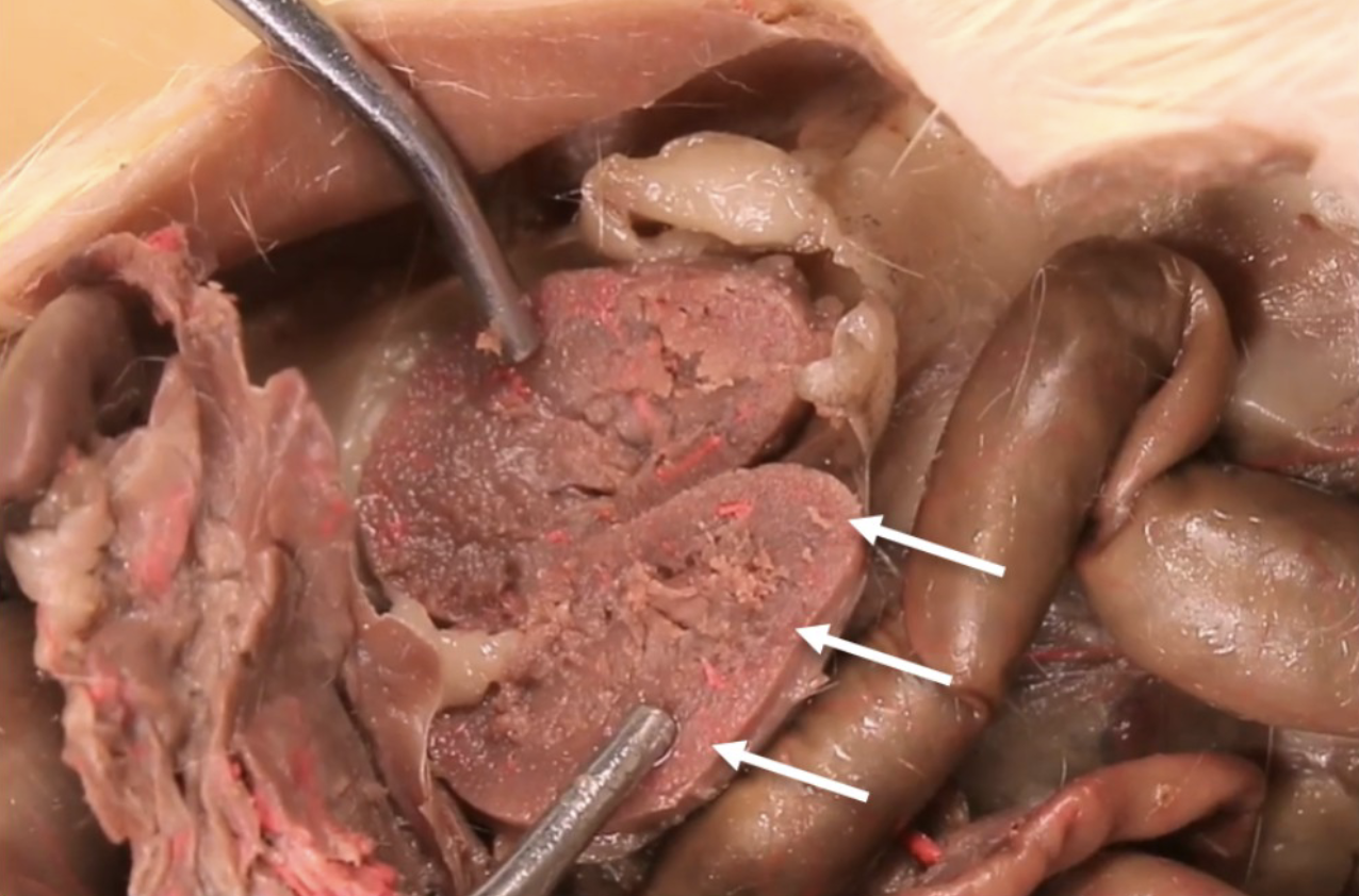 <p>What is this?</p>