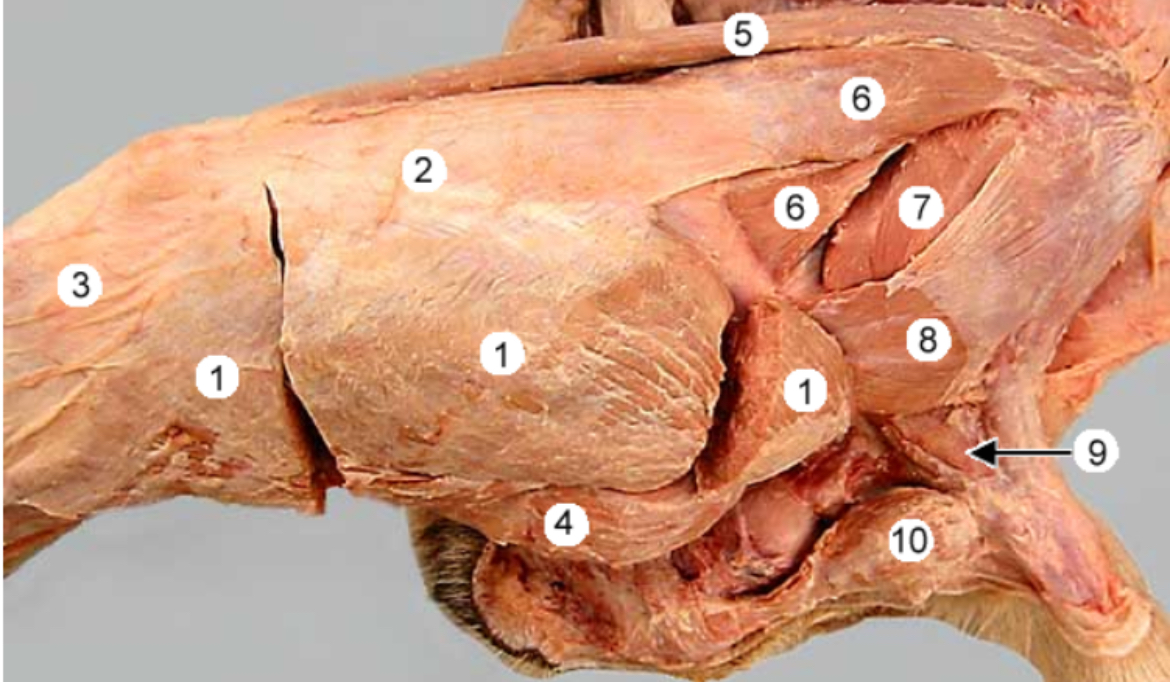 <p>Biceps femoris m. #1</p>