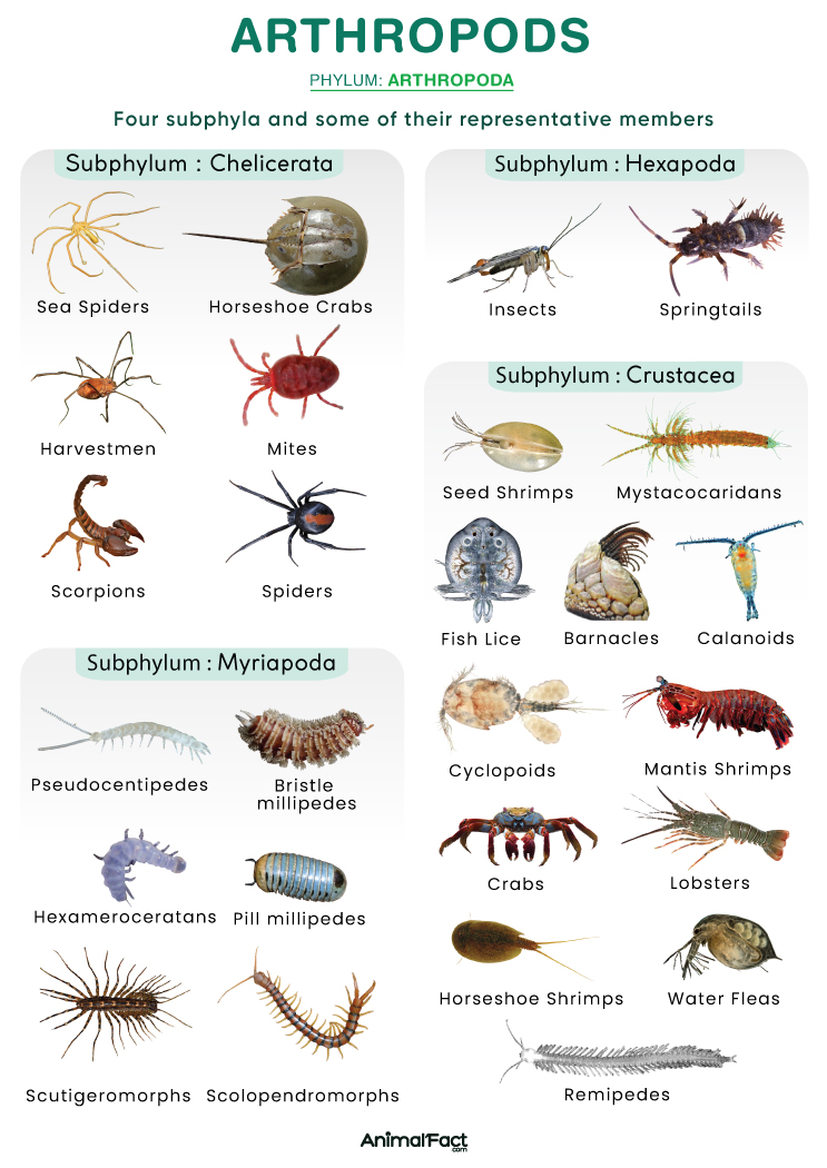 <p>arthropods </p>