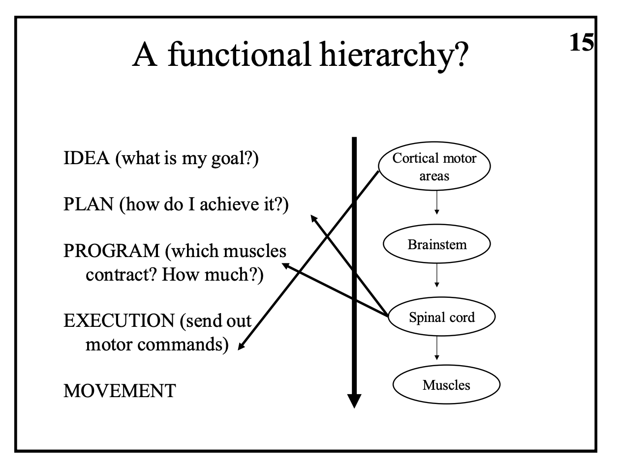 <p><strong>Functional (again each stage is not more important than the other)</strong></p><ol><li><p>Idea→ what is the goal</p></li><li><p>plan→ how do i achieve it</p></li><li><p>Program→ what muscles and how much</p></li><li><p>Execution→ send out motor commands</p></li><li><p>Movement</p></li></ol><p><em>As go down these→ from cortical areas to the spine etc→ have idea→ movement</em></p><p></p>
