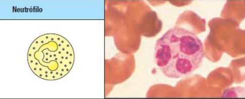 <p>¿qué función tiene el neutrófilo?</p>