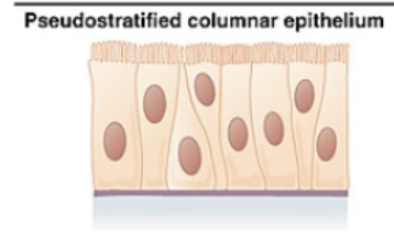 <p>ciliated tissue lines trachea and much of upper respiratory tract</p><p>secretes mucus; ciliated tissue moves mucus</p>