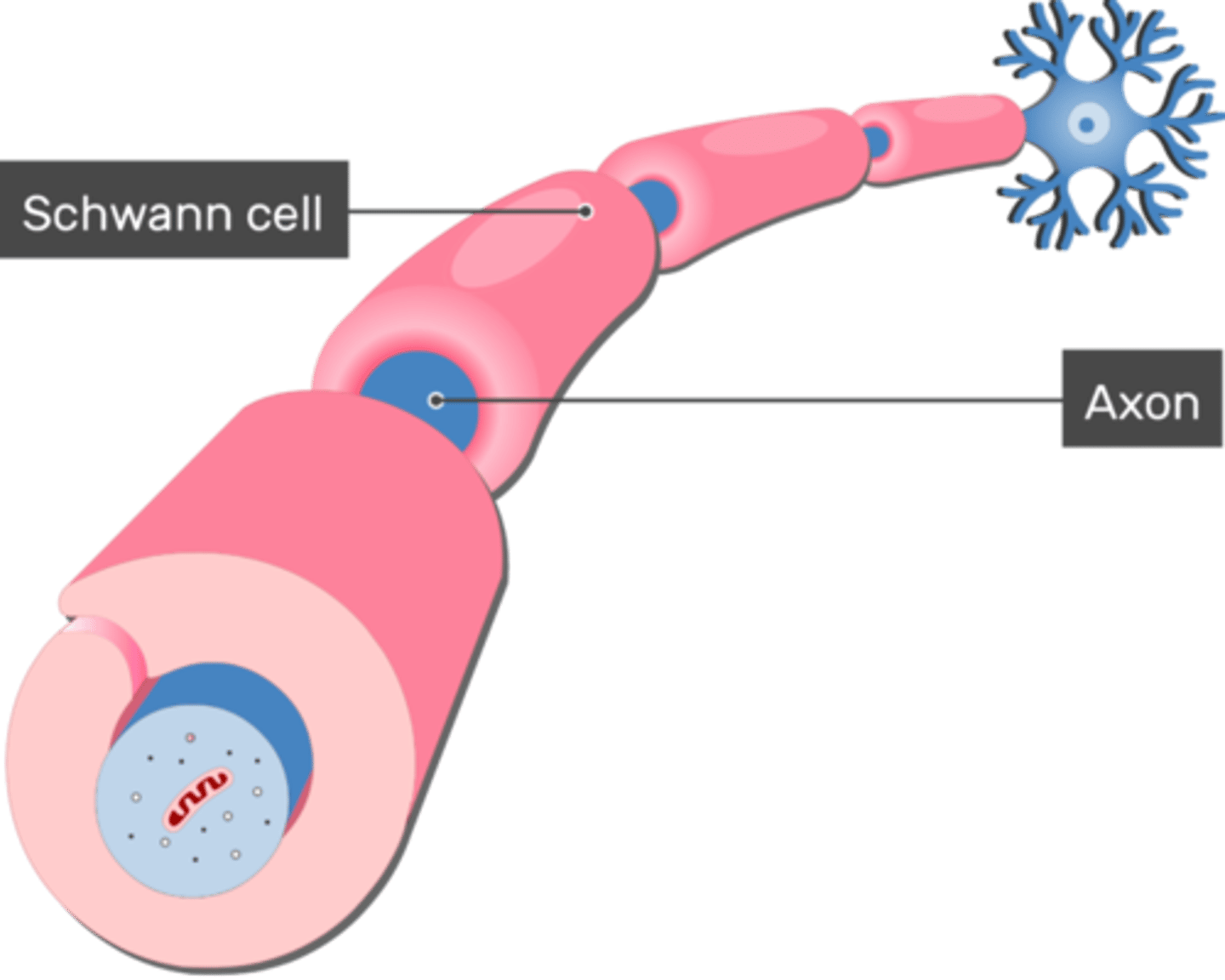 <p>They wrap the axon with myelin sheath.</p>