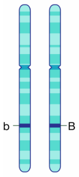 <ul><li><p>The differences in genes that determines a specific trait</p></li><li><p>B = the dominant traits </p></li><li><p>b = the recessive trait</p></li><li><p>One from each parent</p></li></ul><p></p>
