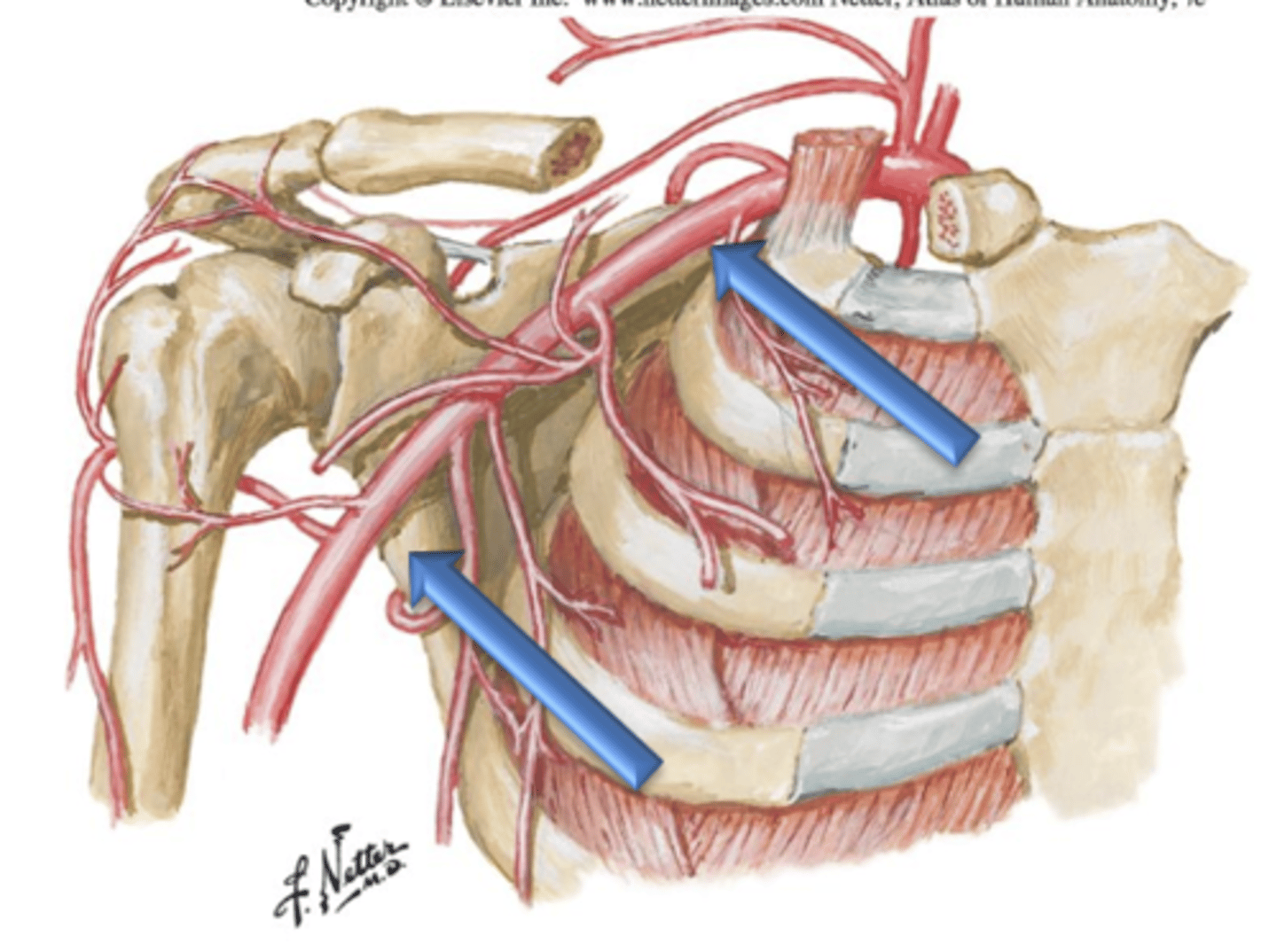 <p>As the Subclavian Arteries cross over the inferior border of the first rib they change their name to the ___ ___ which course through the axilla (armpit) and give off a total of 6 branches which supply the shoulder region.</p>