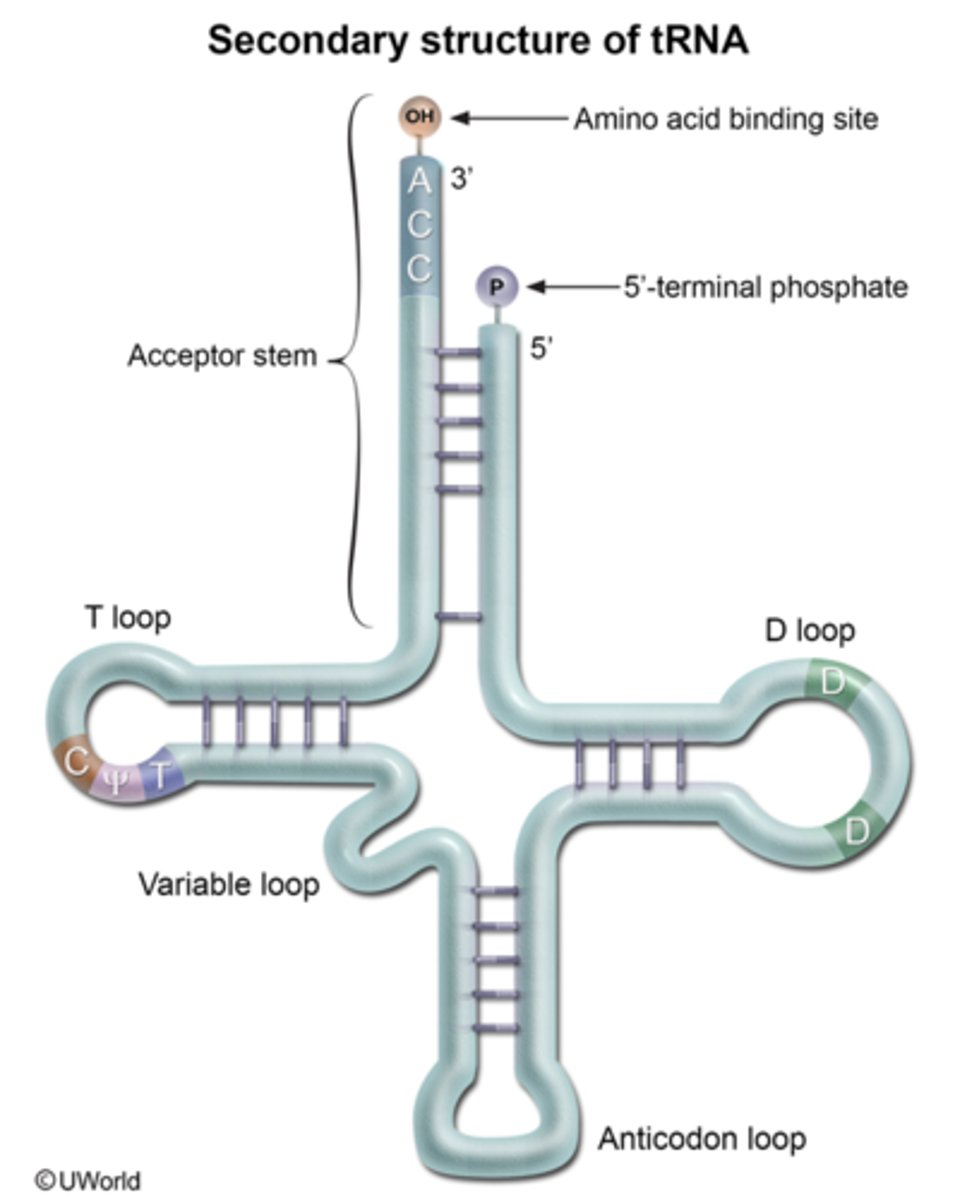 <p>- cloverleaf</p><p>- secondary structure RNA</p>