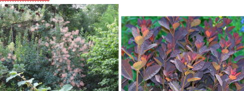 <p>-yellow to purplish leaves in fall -some have red leaves year round -leaves almost circular -shrub</p>