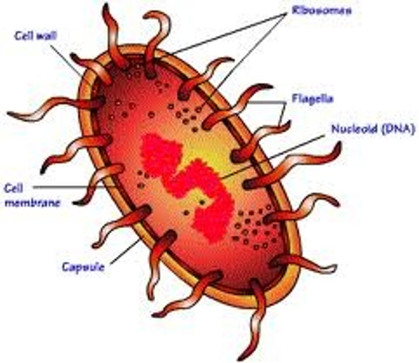 <p>An organism of the kingdom of Monera, comprising the bacteria and cyanobacteria. Characterised by the abscence of a distinct, membrane bound nucleas or membrane bound organelles and by DNA that is not organised in to chromosomes. Also called moneran.</p>