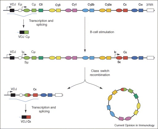 <p>Isotype switching</p><p><a target="_blank" rel="noopener noreferrer nofollow" class="link" href="https://www.youtube.com/watch?v=Gvq48XrzMTY" download="true">Youtube Link</a></p>