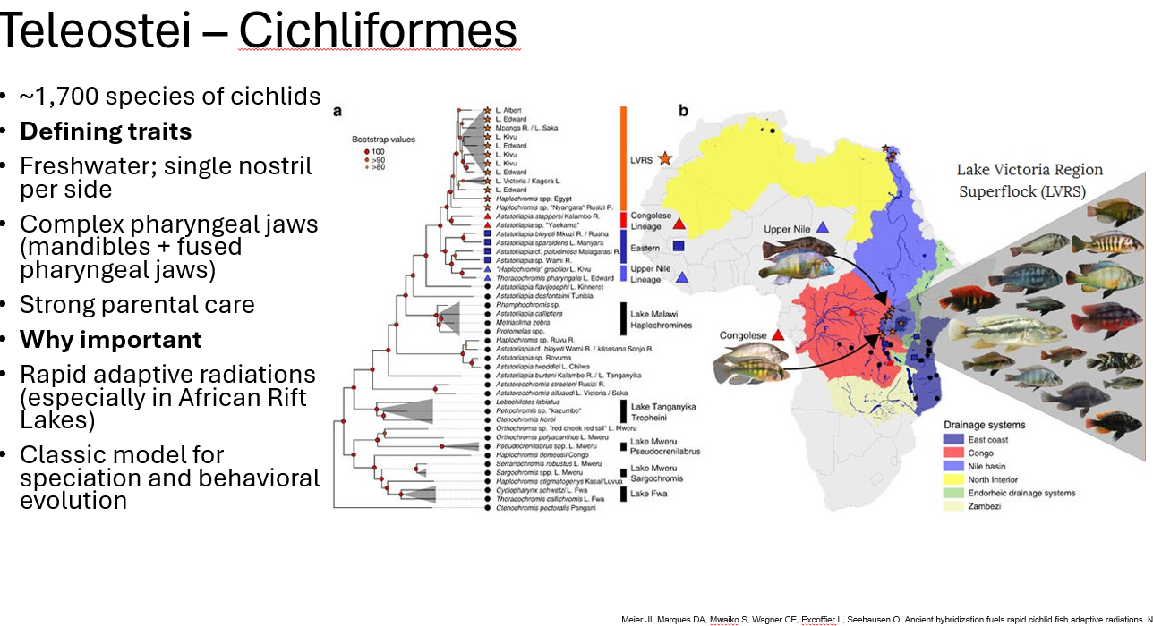 <p><span style="font-family: "Aptos Display";"><span>Cichliformes traits </span></span></p>