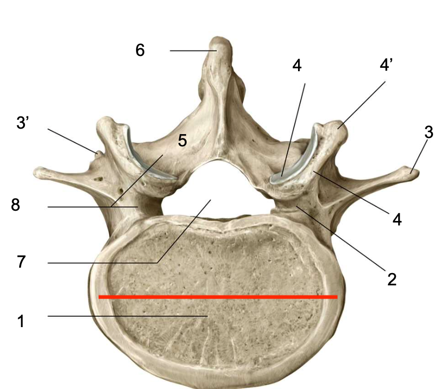 <p>Le corps de la vertèbre cervical est … (ligne en rouge)</p>