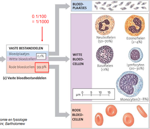 <ul><li><p>eythrocyten</p></li><li><p>leukocyten</p></li><li><p>thrombocyten</p></li></ul><p>== ontwikkelen in multipotente stamcel — bevindt vooral in bloedvormend rode beenmerg</p><img src="https://knowt-user-attachments.s3.amazonaws.com/464b97f8-f2ae-45d6-a745-ac4721cc91c7.png" data-width="100%" data-align="center"><p></p>