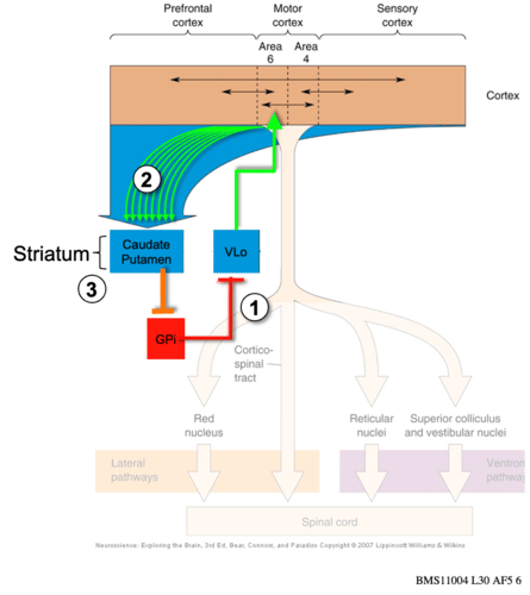 <p>Basal ganglia in the initiation of movement - the direct pathway</p><p>Describe (3) in the image</p>