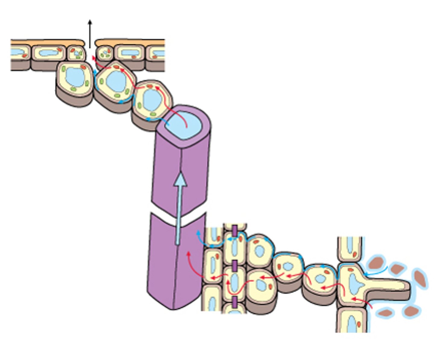 <p>Some of the light absorbed by a leaf is transformed into heat</p><p>• This heat converts water into vapor (evaporation)</p><p>The vapor diffuses out of stomata, resulting in transpiration (transpiration is a consequence of gas exchange in the leaf)</p><p>• Transpiration rate is regulated by the stomatal guard cells</p><p>• Guard cells occlude the stomatal opening when flaccid</p>