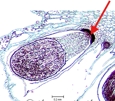 <p>Which part of the sporophyte is the arrow pointing to?</p>