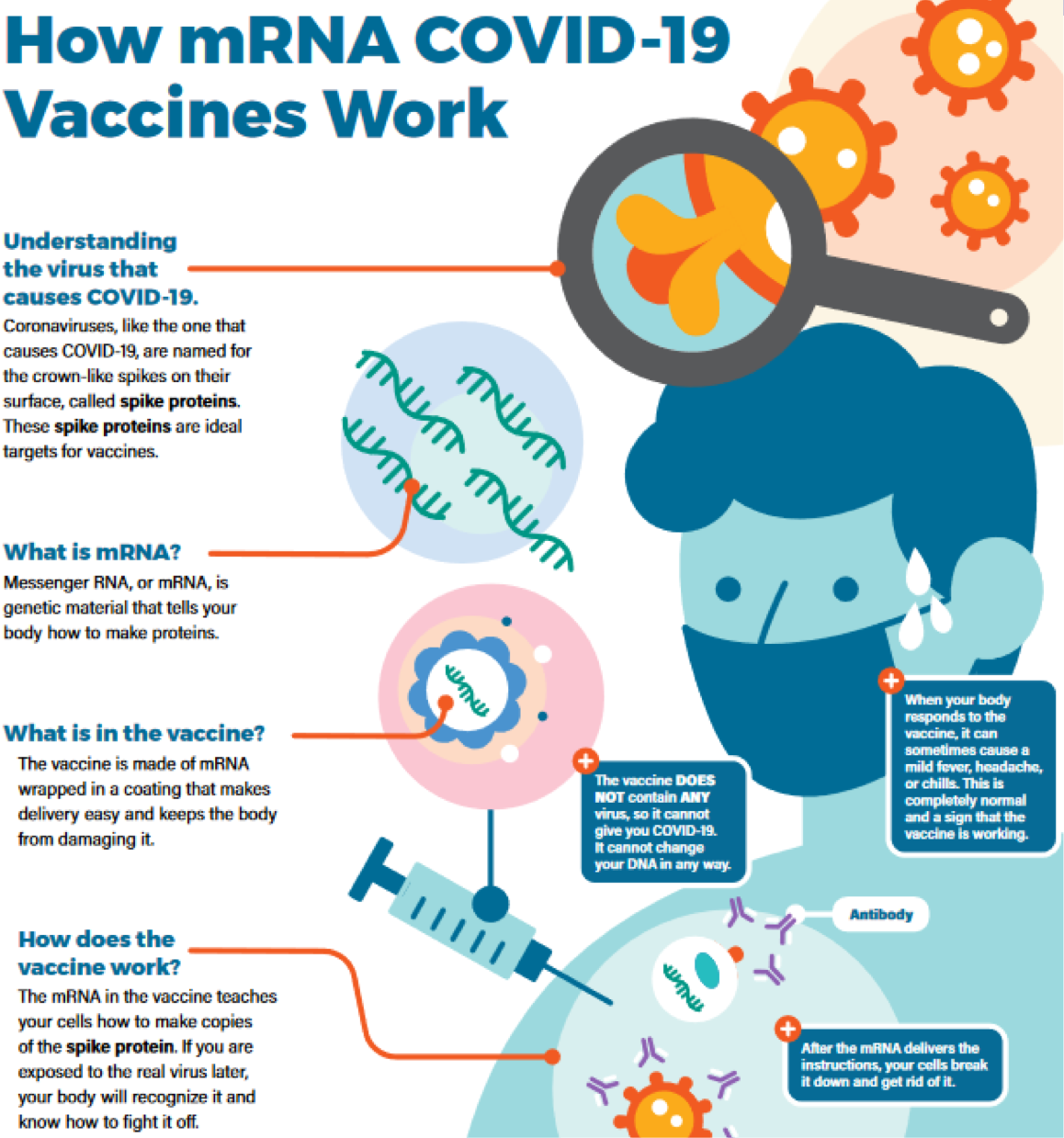<p>Coronaviruses, including the one that causes COVID-19, are named for crown-like spike proteins on their surface, which are key targets for vaccines.</p><p>mRNA is genetic material that tells your body HOW to make proteins </p><p>The vaccine is made of mRNA wrapped in a coating that makes delivery easy and keeps the body from damaging it </p><ul><li><p>Does not contain ANY virus</p></li><li><p>Does not change your DNA</p></li></ul><p>How does it work?&nbsp;The mRNA vaccine teaches cells to make spike proteins. Later, if exposed to the real virus, the body recognizes it and fights it off</p>