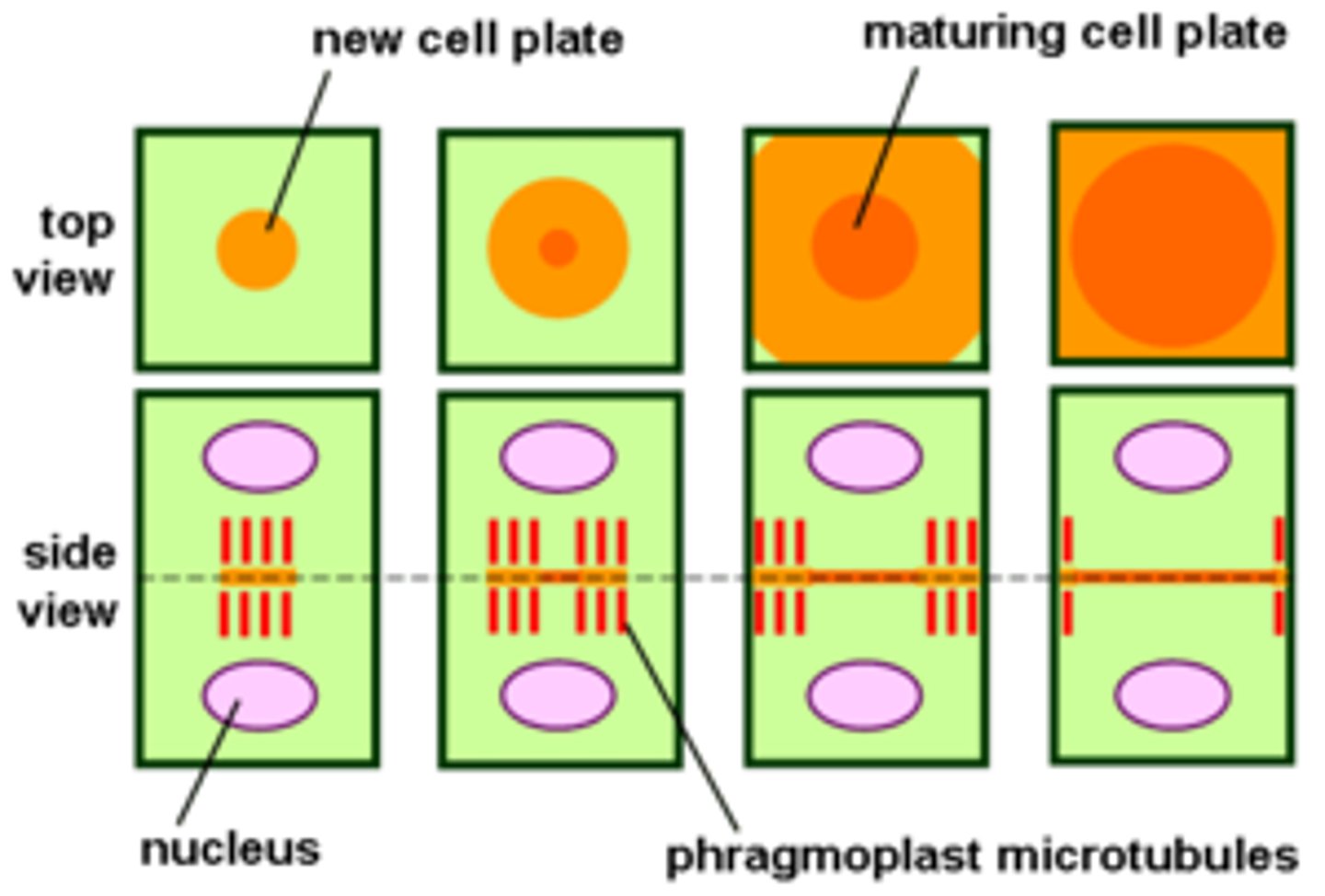 <p>plant cell specific structure that forms during late cytokinesis.</p><p>It serves as a scaffold for cell plate assembly and subsequent formation of a new cell wall separating the two daughter cells.</p>