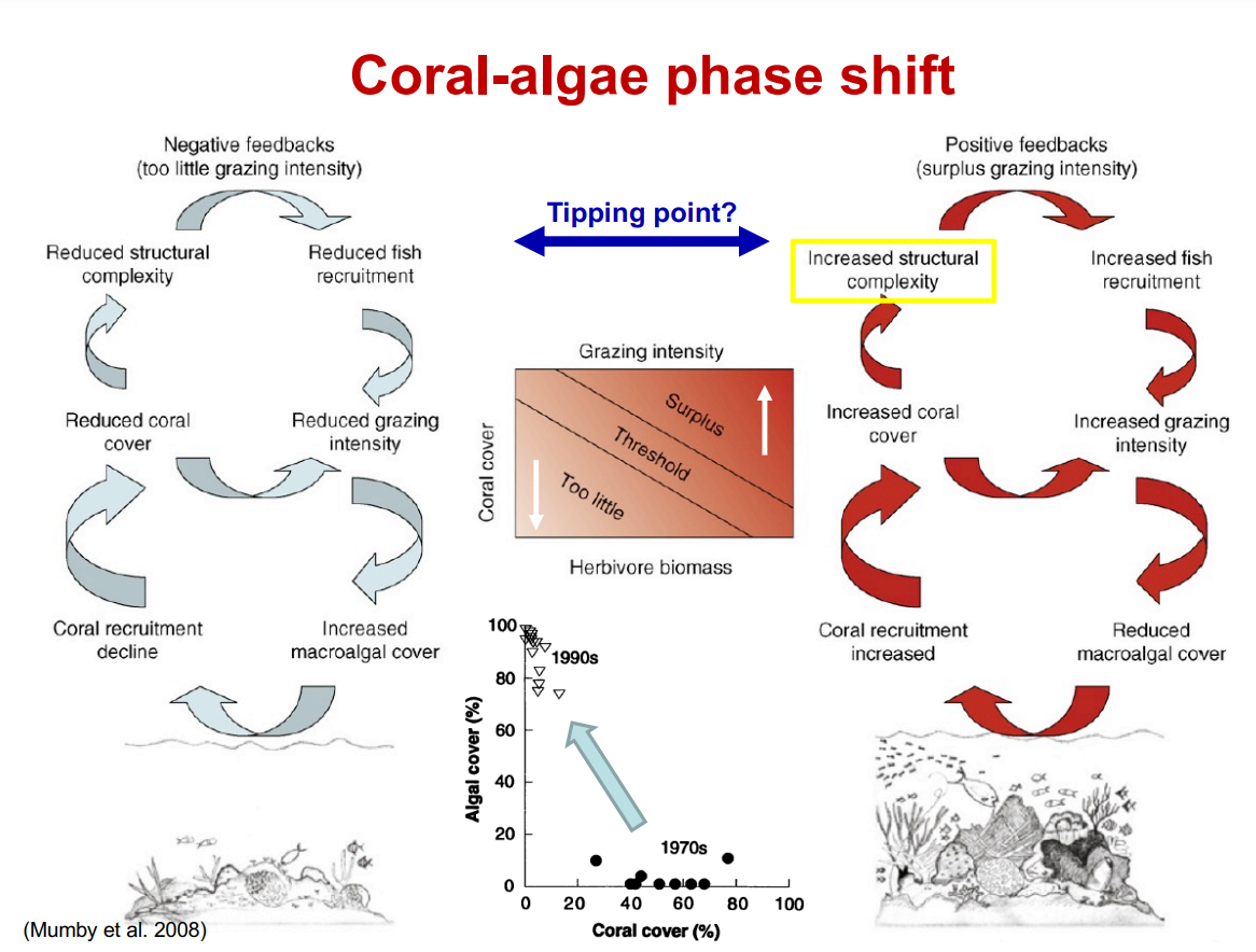 <p>coral gives increased structure, more grazing, increased fish recruitment, reduced macroalgae, more coral = positive feedback loop</p><p>reduced coral, reduced structure, too little grazing, reduced fish recruitment, reduced grazing, increased macroalgae, decreased coral recruitment= negative feedback loop</p>