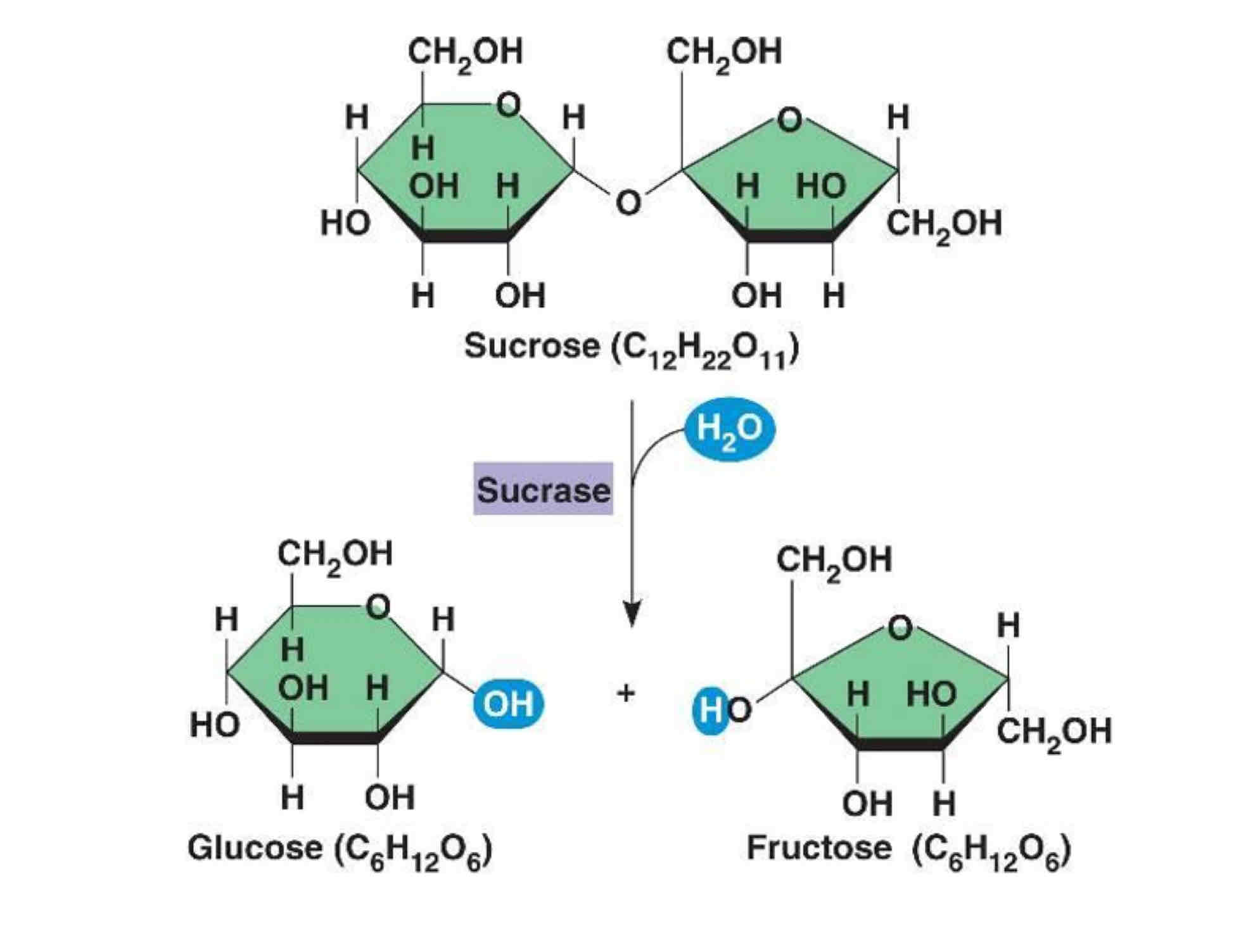 <p>Addition of water in hydrolysis reaction</p>