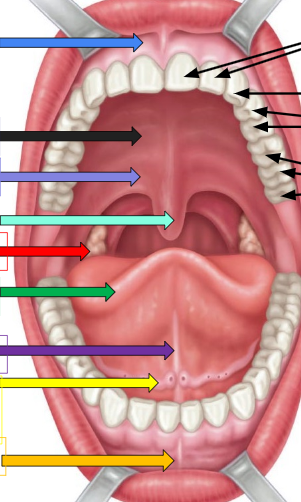 <p>thick black arrow on left</p>