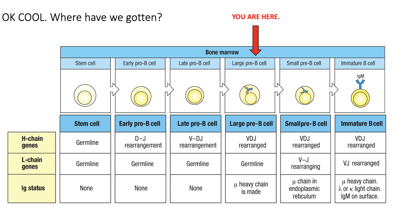 <ul><li><p>Everything from stem cell → early pro → late pro leads up to the <strong>large pre-B cell</strong>.</p></li><li><p>Called “large” because the cell <strong>grows before division</strong>; after division, they become smaller.</p></li><li><p>This stage marks the moment <strong>after successful heavy-chain checkpoint</strong>.</p></li><li><p>“μ” heavy chain refers to <strong>IgM</strong>, meaning the cell has now produced an <strong>IgM heavy chain</strong>.</p></li></ul><p></p>