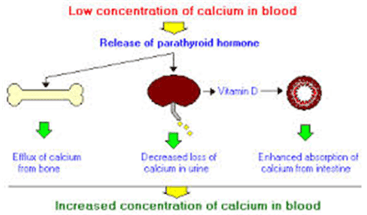 <p>-stimulated by hypocalcemia & hyperphosphatemia</p><p>-suppressed by hypercalcemia & hypophosphatemia</p>