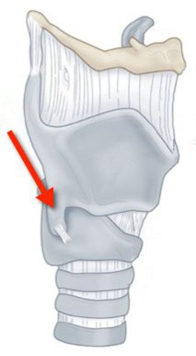 <p>small bony pointy nub on thyroid cartilage</p><ul><li><p>articulation</p></li></ul><p></p>