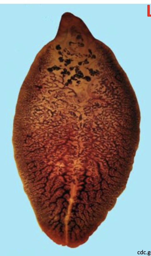 <p>3 × 1 cm</p><p>highly branched cecae</p><p>highly branched testes</p><p>“shoulders”</p>