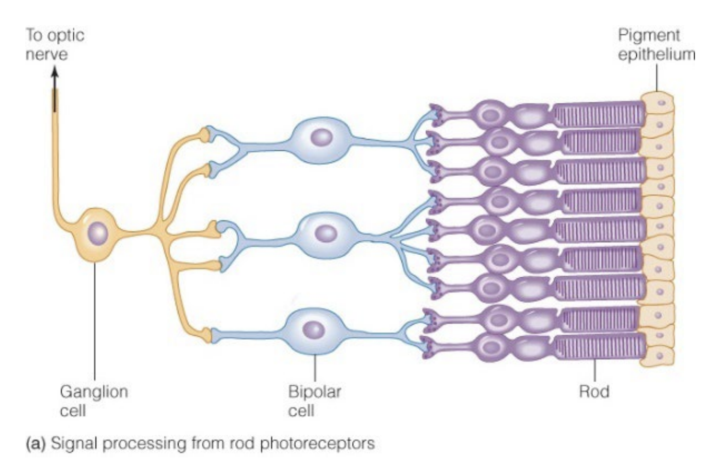 <p>False - many rods synapse on a single bipolar cell</p>