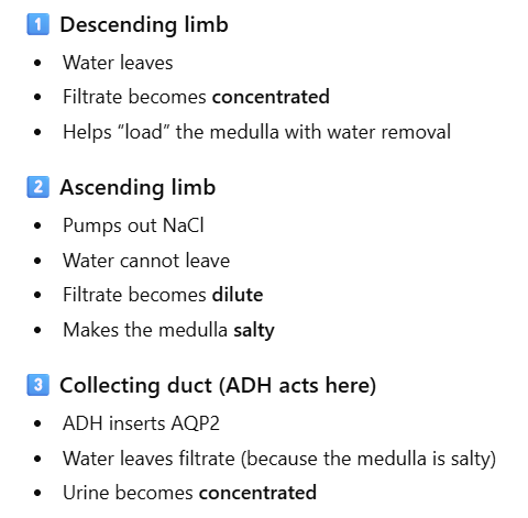 <ul><li><p>(1) Hyperosmotic medullary interstitium</p><ul><li><p>Serves as osmotic equilibrating device</p></li></ul></li><li><p>(2) antidiuretic hormone (ADH =AVP)</p><ul><li><p>ADH dependent water channels, AQP2</p></li><li><p>Passive reabsorption of water by osmosis</p></li></ul></li><li><p>Why it works?</p><ul><li><p>descending loop of Henle is not permeable to solutes, but permeable to H<sub>2</sub>O</p></li><li><p>ascending loop of Henle is not permeable to H<sub>2</sub>O, but permeable to solutes </p></li></ul></li></ul><p></p>