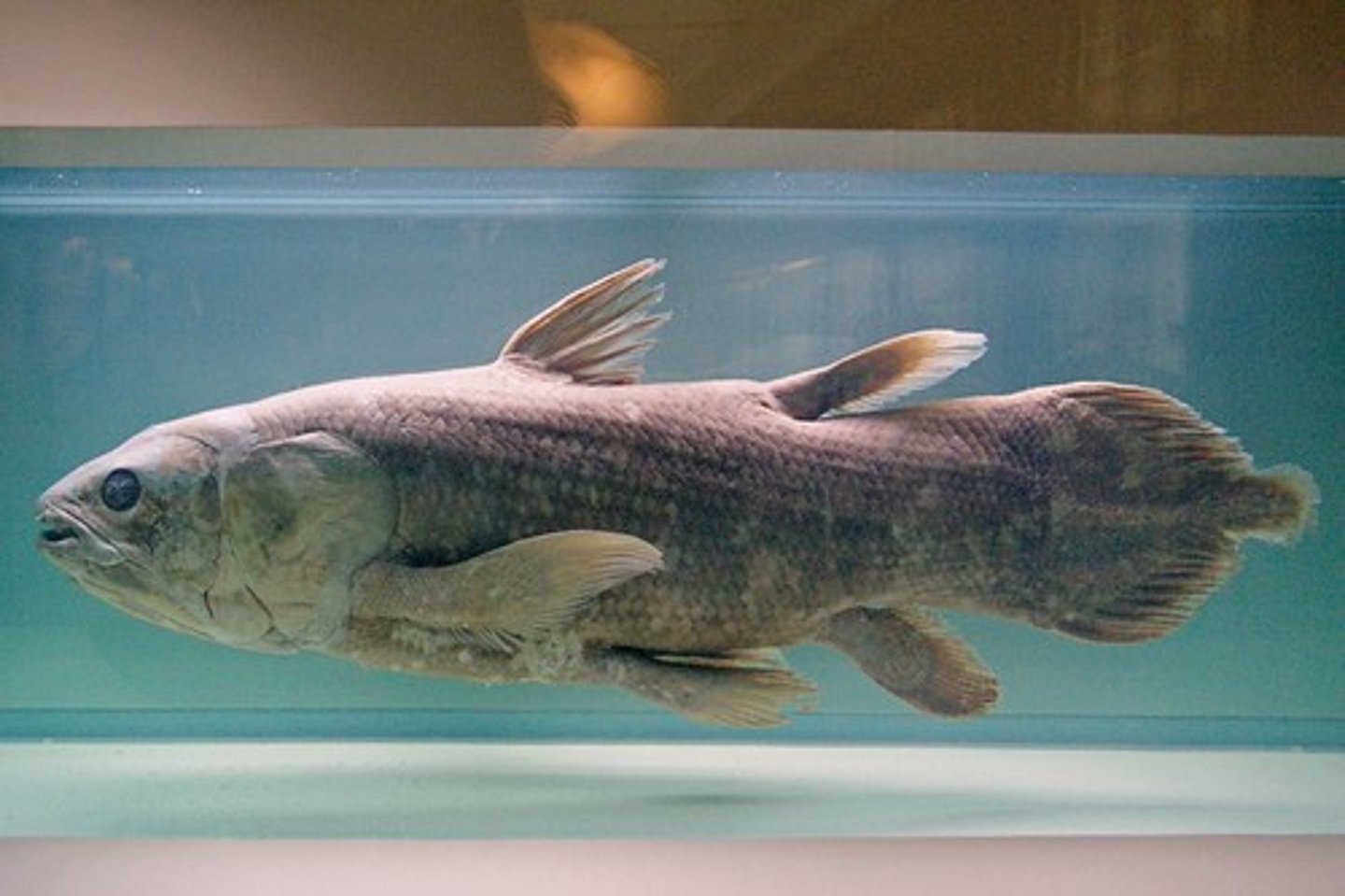 <p>lobe-finned fishes, Can Breathe and survive outside of the water</p>